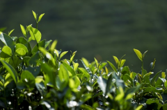 不老茶娘六堡茶特点解读:坚守原生态,缔造金汤回甘